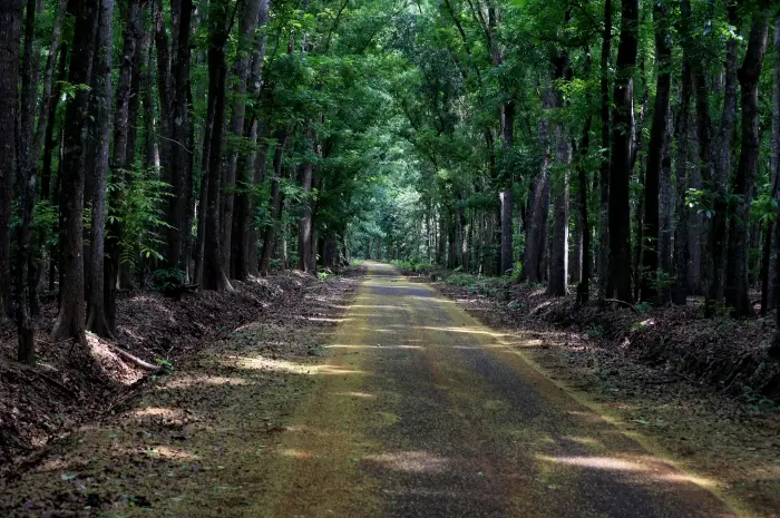 Alas Purwo National Park