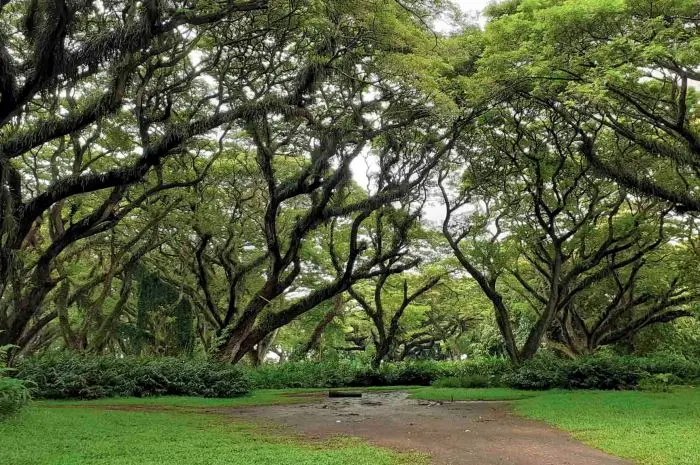De Djawatan Forest