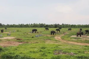 Way Kambas National Park