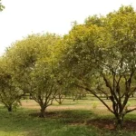 Mangosteen Tree: History, Characteristics, and Habitat