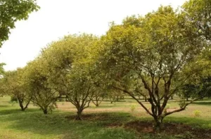 Mangosteen Tree: History, Characteristics, and Habitat
